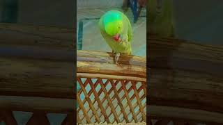 Talking parrot mithu parrot birds cute parrottalking animals parroting petbird [upl. by Runstadler]