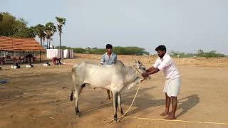 532019 Pallapatti jallikattu kaalai training [upl. by Hartill363]