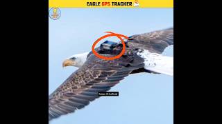 Eagle GPS Tracker 🦅shorts facts [upl. by Meredi519]