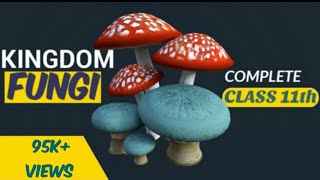 Fungi  Kingdom fungi class 11  Biological classification  Ncert  Be Educated [upl. by Patricio378]