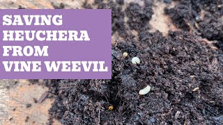 Saving Heuchera From Vine Weevil amp How To Take Cuttings [upl. by Alphonso772]