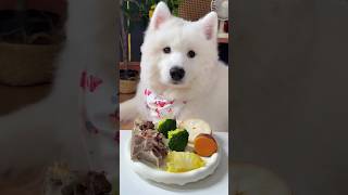 Samoyeds Big Debut with Beef Bones 🐶🍖Samoyed CutePets puppyfood BeefBones BeefRibs subscribe [upl. by Tova]