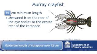 How to measure crustaceans Version 2 [upl. by Hackett]