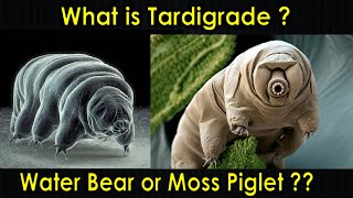 What is Tardigrade  Water Bear  Moss Piglet  Tardigrada  Purushotam Academy [upl. by Marya]