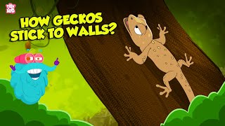 How do Geckos Stick to Walls  What is Electronegativity  Superpower of Geckos  Dr Binocs Show [upl. by Ellesij]