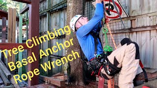 Tree Climbing Basal Anchor SRT Rope Wrench and Rope Walking Ascending amp Trimming Tree [upl. by Asenej]