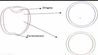 هآآآم جدا Les mécanismes dinitiation de la réplication dADN [upl. by Seko]