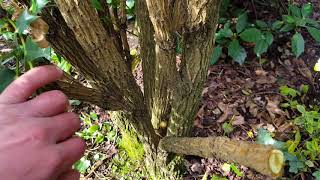 Pruning Mahonia [upl. by Sirmons]