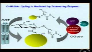 Bittersweet Roles of OGlcNAcylation in Diabetes Alzheimers Disease and Cancer [upl. by Alvord]