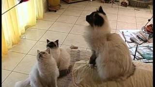 Chats persans et birmans [upl. by Sirap]