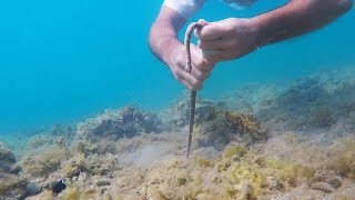 Catching a BOBBIT WORM [upl. by Talbot]