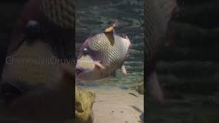 vgpmarinekingdom fishaquarium aquarium underwater seafish fish viralvideo shorts trending🐠🐋 [upl. by Enimajneb]