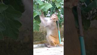 Sneaky Monkey steals Eggplant 🐒 nature wildlife monkey viral [upl. by Aicilef]