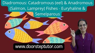 Diadromous Catadromous eel amp Anadromous Salmon Lamprey Fishes  Euryhaline amp Semelparous [upl. by Savinirs]