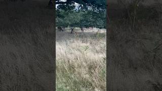 Deers in Richmond Park London 🦌 deer nature wildlife london [upl. by Kusin]