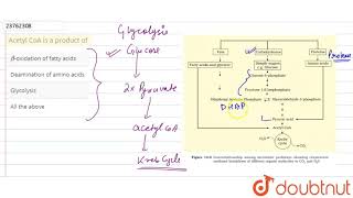 Acetyl CoA is a product of [upl. by Lytton]