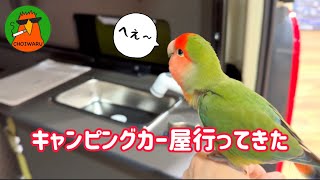 インコとキャンピングカー屋さん行ってきた【関西弁インコ】 [upl. by Las]