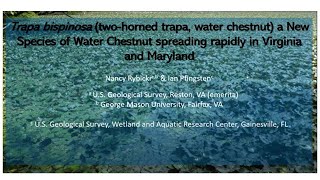 Trapa bispinosa water chestnut a New Species of Water Chestnut with Nancy Rybicki [upl. by Gabriello]