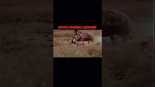 Hippo vs leopard trending animals wildlife shorts leopard hippo shortvideo [upl. by Arait]