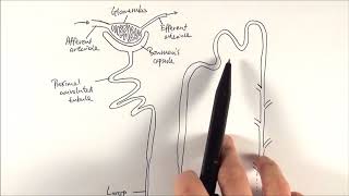 A2 Biology  Nephron structure OCR A Chapter 155 [upl. by Aihtibat]