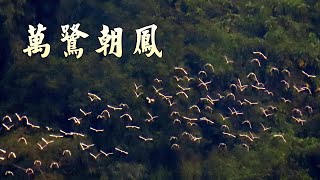 嘉義梅山太興村「萬鷺朝鳳」奇景 [upl. by Nosyrb]