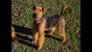 Airedale Terrier Hündin 14 Monate jung [upl. by Nytsirhc727]