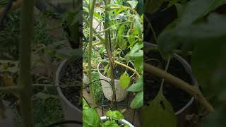 Late Blight Disease on Tomato Plant Garden Help Please gardenhelp tomatoes gardening 👩‍🌾 [upl. by Julian]