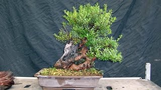 Syzygium Small Leaves Shohin Bonsai [upl. by Elrak]