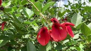 Whats Blooming on Campus Erythrina cristagalli [upl. by Ardnazxela]