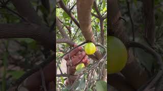 Nimbu khatta hai 🍎 vijay3guy [upl. by Bayer592]