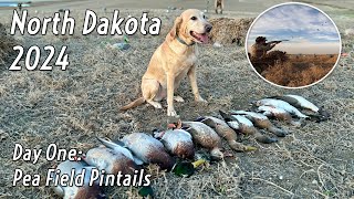 Duck Hunting North Dakota 2024  Day One  Pea Field Pintails [upl. by Eedolem112]