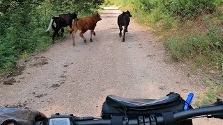 Bovine Bonanza with the Cannondale Tesoro Neo X1 [upl. by Gwynne]