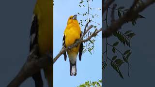 Golden Grosbeak Singing shorts [upl. by Thirzi]