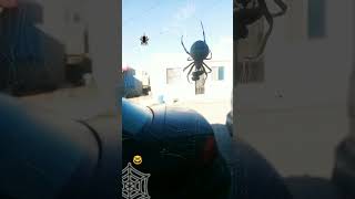 spaider eating nature ¿Araña quadratus o araneus gema 🤓 Deja tu comentario [upl. by Alberic420]