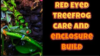 Red Eyed Tree Frog Care Guide and Enclosure Build [upl. by Shing720]