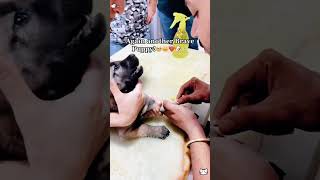 Puppy shots 🤣doglover dogs [upl. by Euqininod]