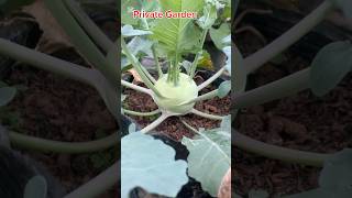 privategarden gardening mytakeonhomeandgarden farming hydroponicgreenhouse [upl. by Miehar276]