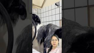 dogbath bordercollie dog pamperedpets pets dogbathtime vlog trending [upl. by Pruchno]