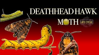 Deathshead hawk moth life cycle 🐛🦋 Caterpillar to Moth [upl. by Irina728]