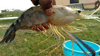 Macrobrachium rosenbergii  Live prawn [upl. by Mishaan492]