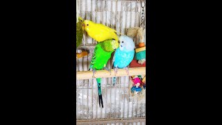 Happy Parakeets Singing Playing Eating Budgies Chirping Reduce Stress of lonely Birds Video shorts [upl. by Johnette561]