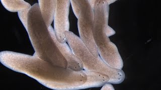 What Planarians Are Revealing About the Rules of Regeneration [upl. by Cherish]