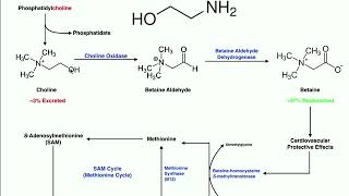 Lipid Biosynthesis  Phospholipid Synthesis 1 Inositols amp Glycerols [upl. by Trevlac]