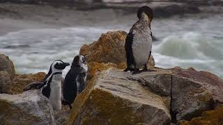 Stony Point Penguins South Africa exploreorg 20241028 [upl. by Noired]