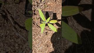 Digitalis canariensis or Canary Island Foxglove plant seedling plant plants [upl. by Ecnerrot]