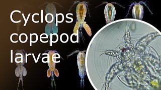 Cyclops Copepod Larvae Nauplius Form Under a Microscope 250x1000x [upl. by Reave178]