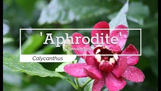 30 Seconds with Aphrodite Sweetshrub [upl. by Tower70]