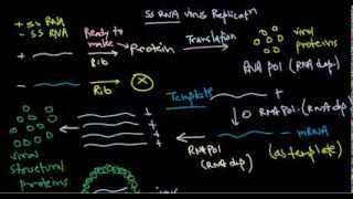 8 Replication of positive stranded RNA virus [upl. by Otter]