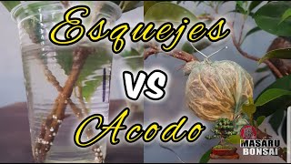 🔴Esquejes o Acodos para HACER UN BONSAI FICUS TIGER BARK100 DE ÉXITO👈 [upl. by Lesli755]