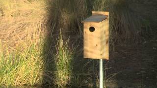 Par 5 Five steps to creating a habitat for the wood duck [upl. by Kwei747]